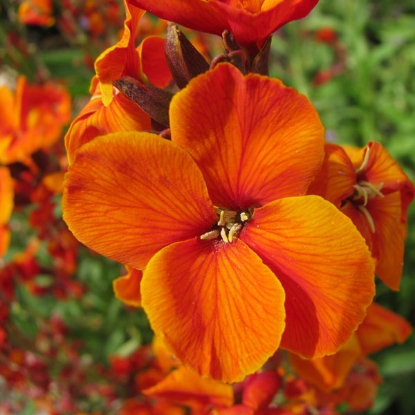 Picture of Wallflower Bedder Varieties - Orange